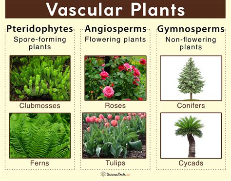 vascular plant意思